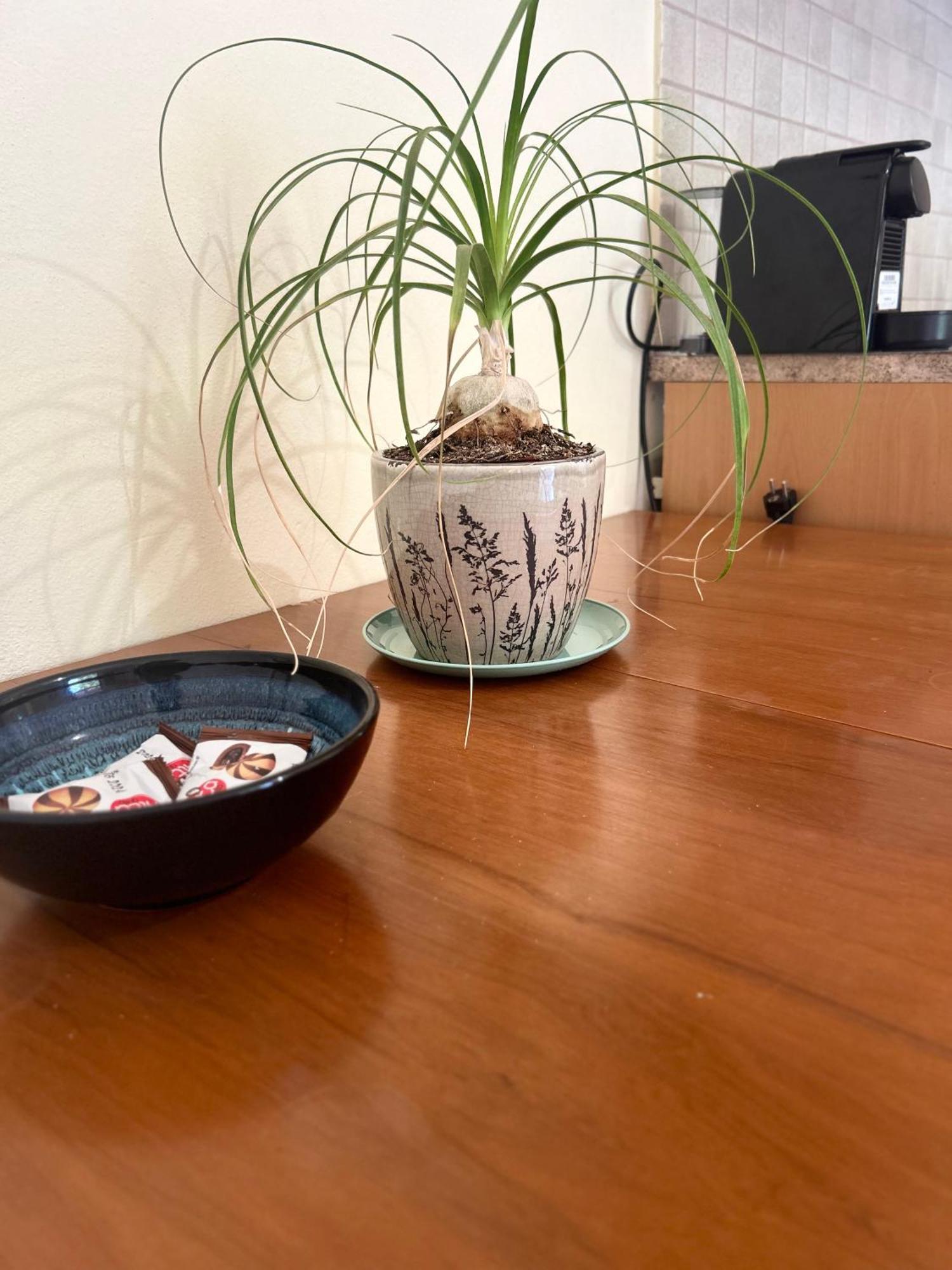 Esperia Apartments プラタネス エクステリア 写真